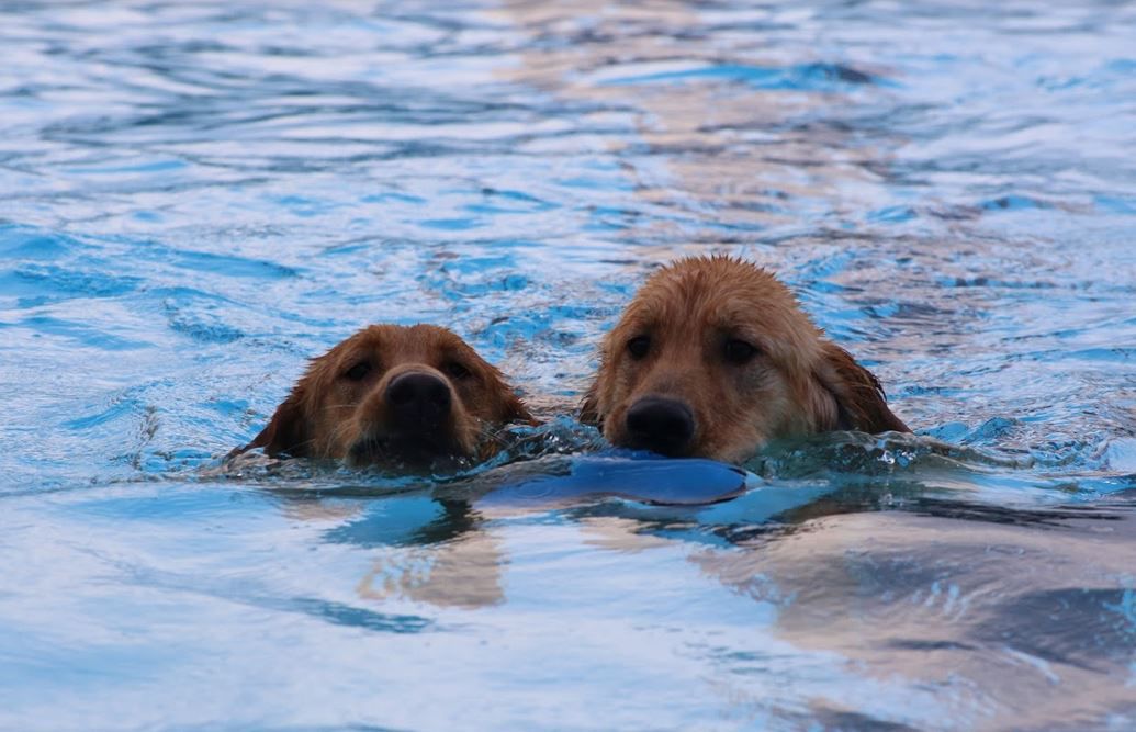 THE FALLS GOES TO THE DOGS